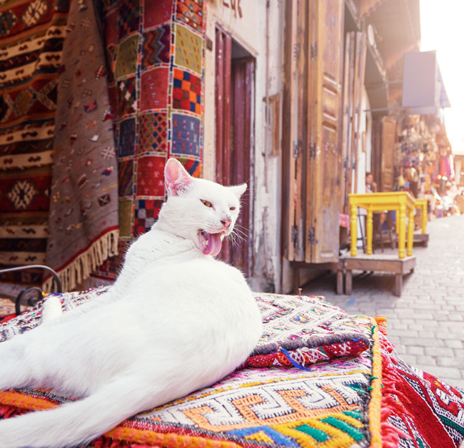 Explore the Souks of Fes